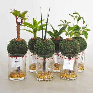 アリ植物 レカノプテリス Lecanopteris 4.5号｜観葉01-D1 : 赤塚植物園