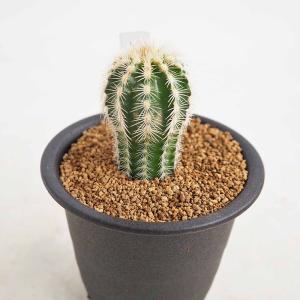 サボテン：フェロカクタス レッペンハーゲニー*幅2.5cm ☆赤松実生