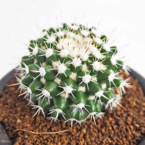 サボテン：マミラリア 白星*幅18cm 現品 一品限り : 遊恵盆栽 Yahoo