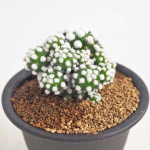 多肉植物：アガベ ピンティラ*S 幅9cm : 遊恵盆栽 Yahoo!店 - 通販
