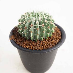 多肉植物）サボテン エスポストア 老楽 5号（1鉢） : charm 第2