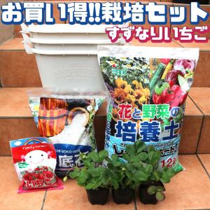 人気のすずなりいちご栽培キット【野菜苗 9cmポット＆資材セット】
