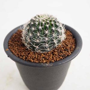 多肉植物：ユーフォルビア 子吹きシンメトリカ 群生*幅11cm 現品
