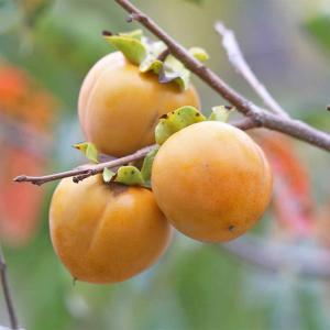 柿の苗木 西条 【果樹の苗 4〜5号／1個売り】