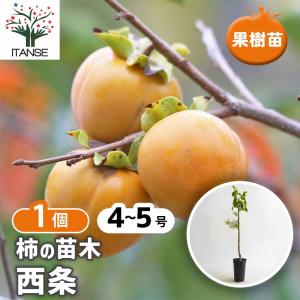 柿の苗木 西条 【果樹の苗 4〜5号/1個売り】の詳細画像1
