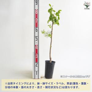 柿の苗木 西条 【果樹の苗 4〜5号/1個売り】の詳細画像2