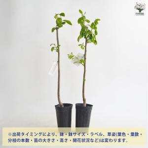 柿の苗木 西条 【果樹の苗 4〜5号/1個売り】の詳細画像3
