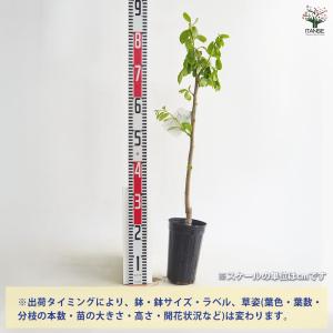 柿の苗木 西条 種なし 【果樹の苗 4〜5号/...の詳細画像2