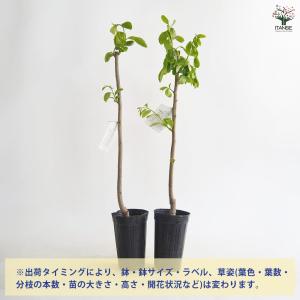 柿の苗木 西条 種なし 【果樹の苗 4〜5号/...の詳細画像3