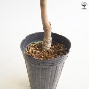 柿の苗木 西条 種なし 【果樹の苗 4〜5号/...の詳細画像5