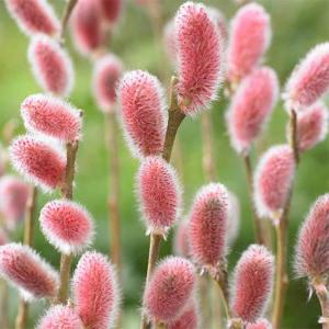 ピンクのネコヤナギ 【花木苗 4号／1個売り】
