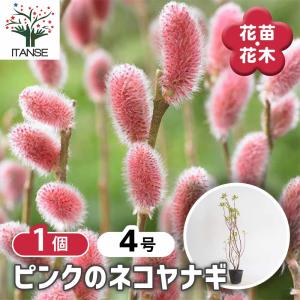 ピンクのネコヤナギ 【花木苗 4号/1個売り】の詳細画像1