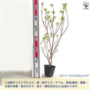 ピンクのネコヤナギ 【花木苗 4号/1個売り】の詳細画像2