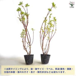ピンクのネコヤナギ 【花木苗 4号/1個売り】の詳細画像3