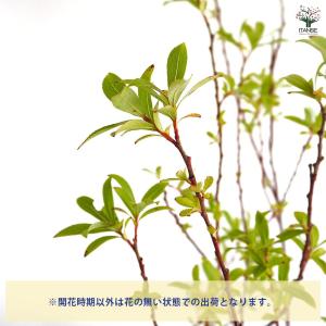 ピンクのネコヤナギ 【花木苗 4号/1個売り】の詳細画像4