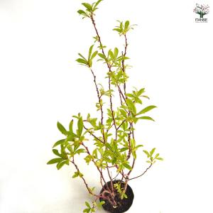 ピンクのネコヤナギ 【花木苗 4号/1個売り】の詳細画像5