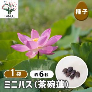 種子 ミニハス 【種子 /1個売り】の詳細画像1