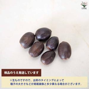 種子 ミニハス 【種子 /1個売り】の詳細画像3