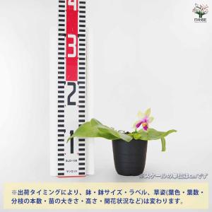 胡蝶蘭 ベリーナ 【花苗 2.5号/1個売り】の詳細画像2