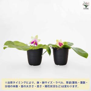 胡蝶蘭 ベリーナ 【花苗 2.5号/1個売り】の詳細画像3