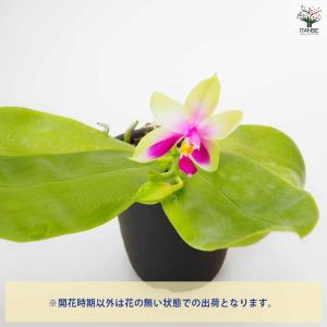 胡蝶蘭 ベリーナ 【花苗 2.5号/1個売り】の詳細画像4