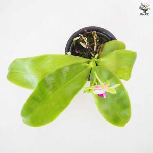 胡蝶蘭 ベリーナ 【花苗 2.5号/1個売り】の詳細画像5