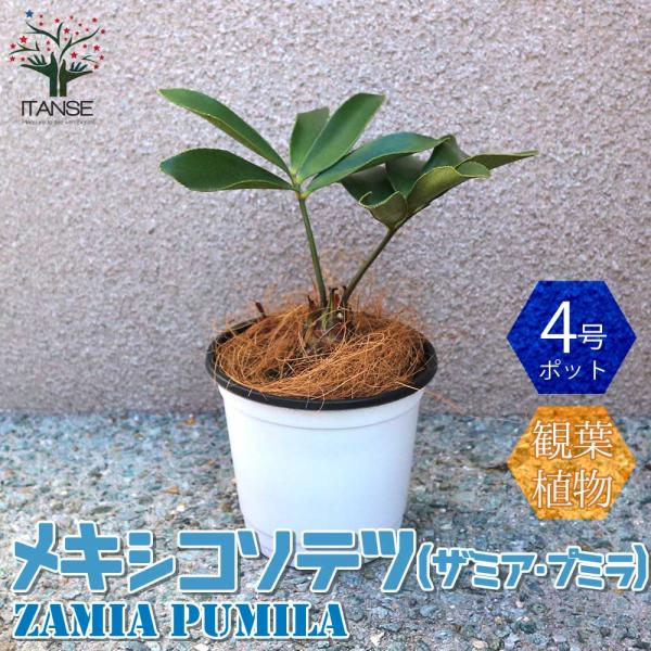 観葉植物 メキシコソテツ(ザミア・プミラ)【観葉植物 12cmポット／1個売り】