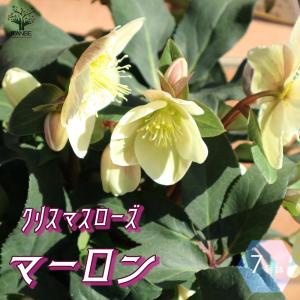 クリスマスローズ 希少の商品一覧 通販 Yahoo ショッピング