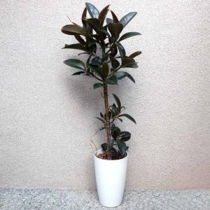 エバーフレッシュ (アカサヤネムノキ) 【観葉植物 大型 8号