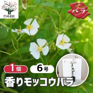 香りモッコウ バラ一重咲き白花 バラ【庭木 6...の詳細画像1