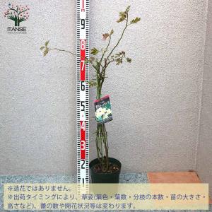 香りモッコウ バラ一重咲き白花 バラ【庭木 6...の詳細画像2