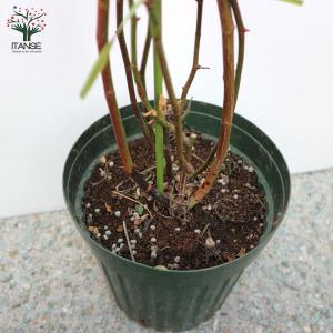 香りモッコウ バラ一重咲き白花 バラ【庭木 6...の詳細画像3