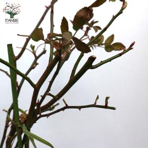香りモッコウ バラ一重咲き白花 バラ【庭木 6...の詳細画像4