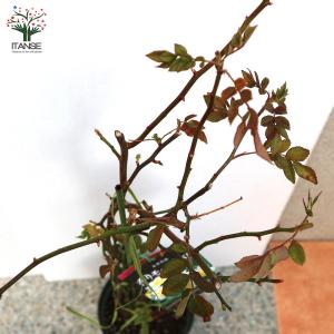 香りモッコウ バラ一重咲き白花 バラ【庭木 6...の詳細画像5