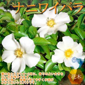 ナイワイバラ 一重咲き バラ【庭木 6号大苗/1...の商品画像