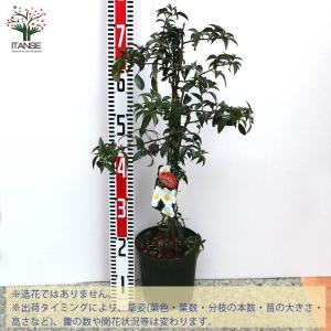 ナイワイバラ 一重咲き バラ【庭木 6号大苗/...の詳細画像1