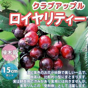 ロイヤリティー クラブアップル 庭木 5号接木苗 接木苗 1個売り 姫リンゴ ガーデニング 庭のある暮らし 花束 ひめりんご リンゴ リース フラワ 最安値 価格比較 Yahoo ショッピング 口コミ 評判からも探せる
