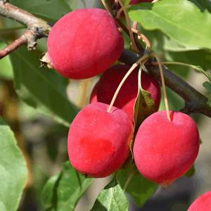 ドルゴ クラブアップル 庭木 5号接木苗 接木苗 1個売り 姫リンゴ ガーデニング 庭のある暮らし 花束 ひめりんご リンゴ リース フラワーアレン 最安値 価格比較 Yahoo ショッピング 口コミ 評判からも探せる