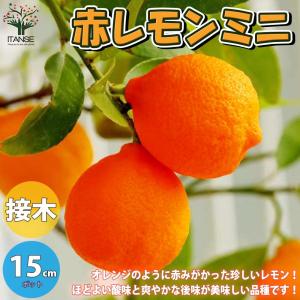 赤レモンミニ レモンの苗木【果樹の苗木 5号ポ...の詳細画像1