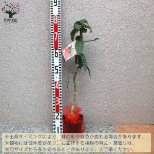 赤レモンミニ レモンの苗木【果樹の苗木 5号ポ...の詳細画像2