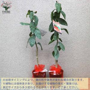 赤レモンミニ レモンの苗木【果樹の苗木 5号ポ...の詳細画像3