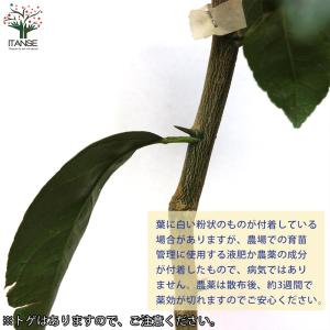 赤レモンミニ レモンの苗木【果樹の苗木 5号ポ...の詳細画像5