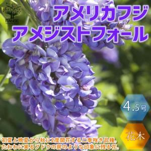 アメジストフォール 二季咲き アメリカフジ【庭...の詳細画像1