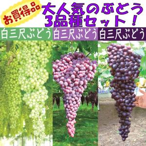 ぶどう 苗木 【巨峰 （きょほう）】 3年生 挿し木 約1.1m 大苗 : 苗木