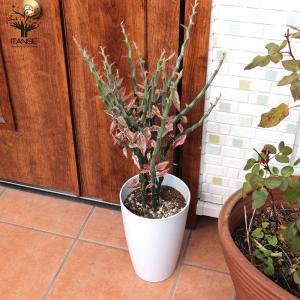 おしゃれ 観葉植物：斑入りスパティフィラム センセーション