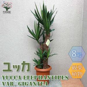 ユッカ グロリオサ バリエガータ 【観葉植物 10号／1個売り