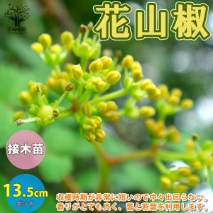 花山椒(ハナザンショウ) 山椒の苗木 【果樹の苗木 13.5cmポット 1年生 接木苗／1個売り】｜itempost