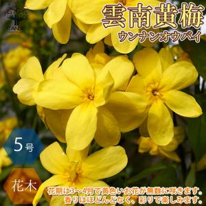 ウンナンオウバイ(雲南黄梅)【庭木 15cmポッ...の商品画像