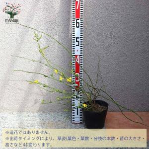 ウンナンオウバイ(雲南黄梅)【庭木 15cmポ...の詳細画像1