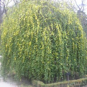 ウンナンオウバイ(雲南黄梅)【庭木 15cmポ...の詳細画像3
